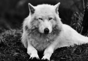 enlightened wolf